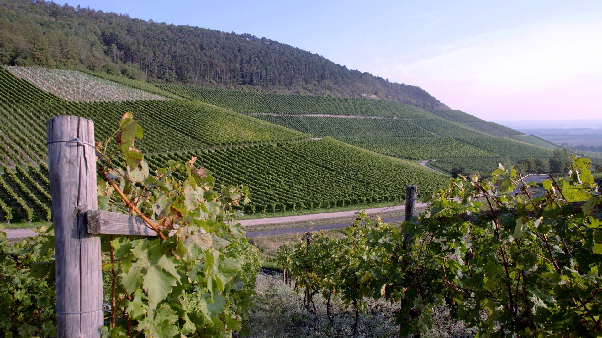 lieux célèbres vignoble vigne vins viticulture grapevine agriculture cave raisin paysage nature vinification voyage montagne colline ferme en plein air terres cultivées campagne bois