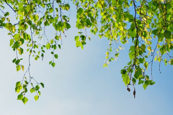 Birch branches on a blue sky background