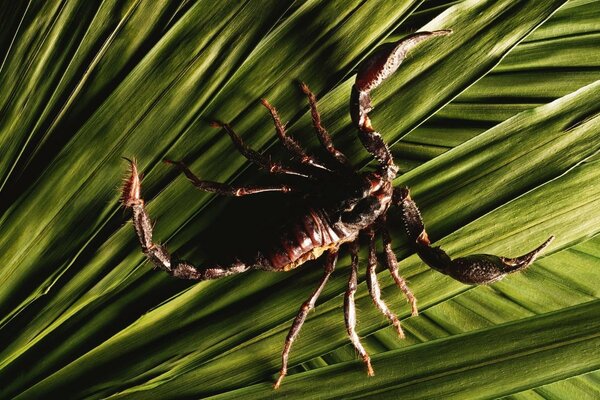 SCORPION TOUJOURS PRÊT POUR LE COMBAT