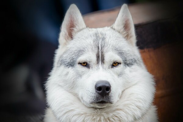 PORTRAIT OF A SERIOUSLY MINDED DOG