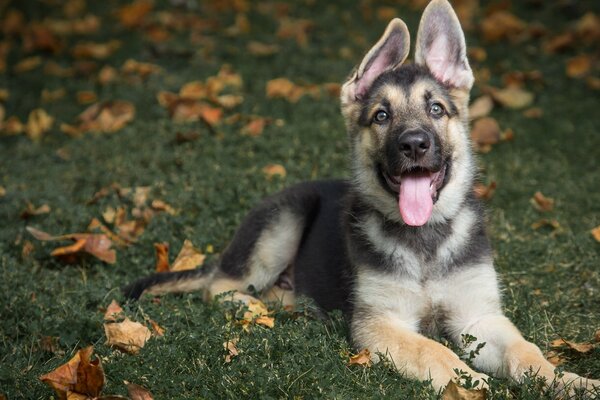 Shepherd puppy on the grass with yellow foliage