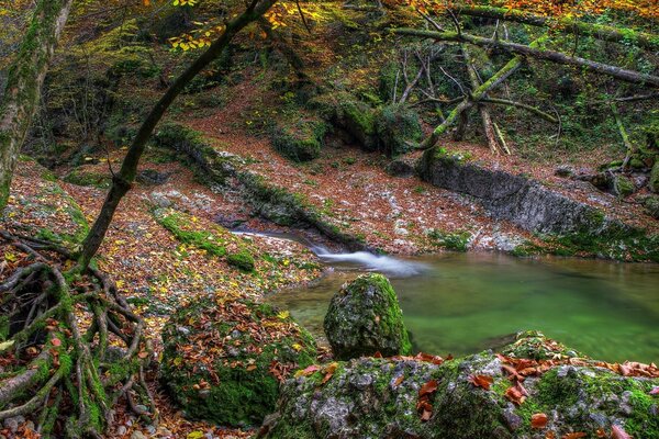 Imagen hermoso bosque de otoño