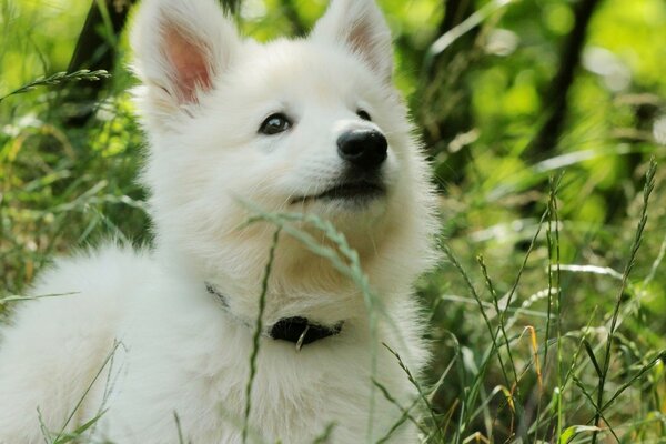 Lindo cachorro blanco en la hierba