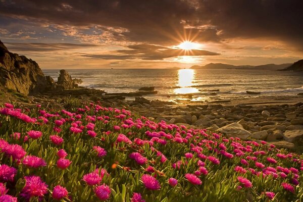 Costa rocosa con flores al atardecer