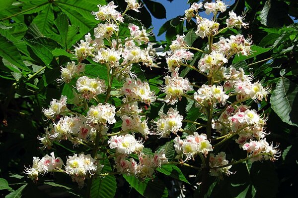 Árbol en flor con flores blancas y Rosadas