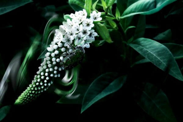 La belleza imposible de la flor blanca