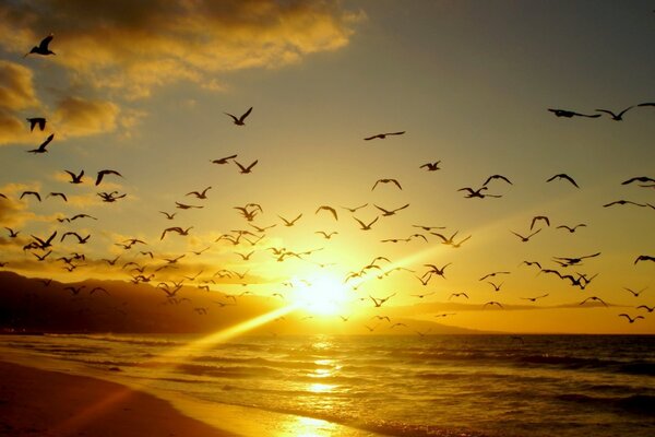 Birds at sunset in the evening. Nature