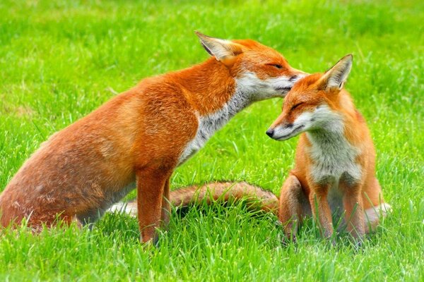 Zwei süße rote Pfifferlinge im Gras