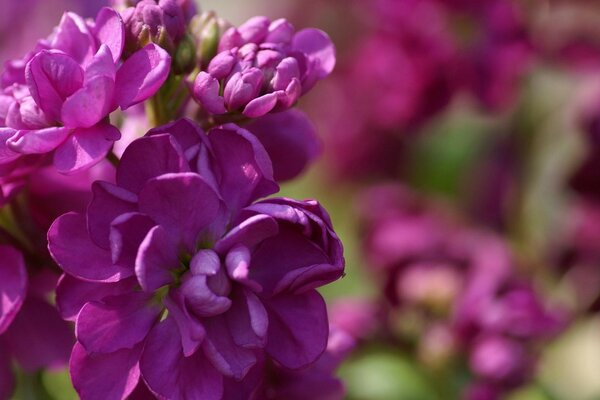 Jardin fleuri dans les tons roses