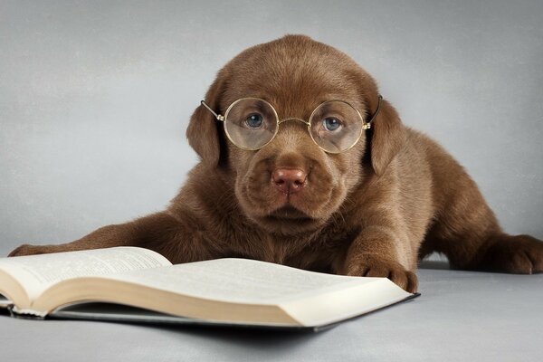 Le Labrador au chocolat lit un livre