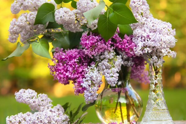 Beau bouquet de lilas multicolores