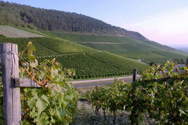 GRAPE PLANTATIONS GO OVER THE HORIZON