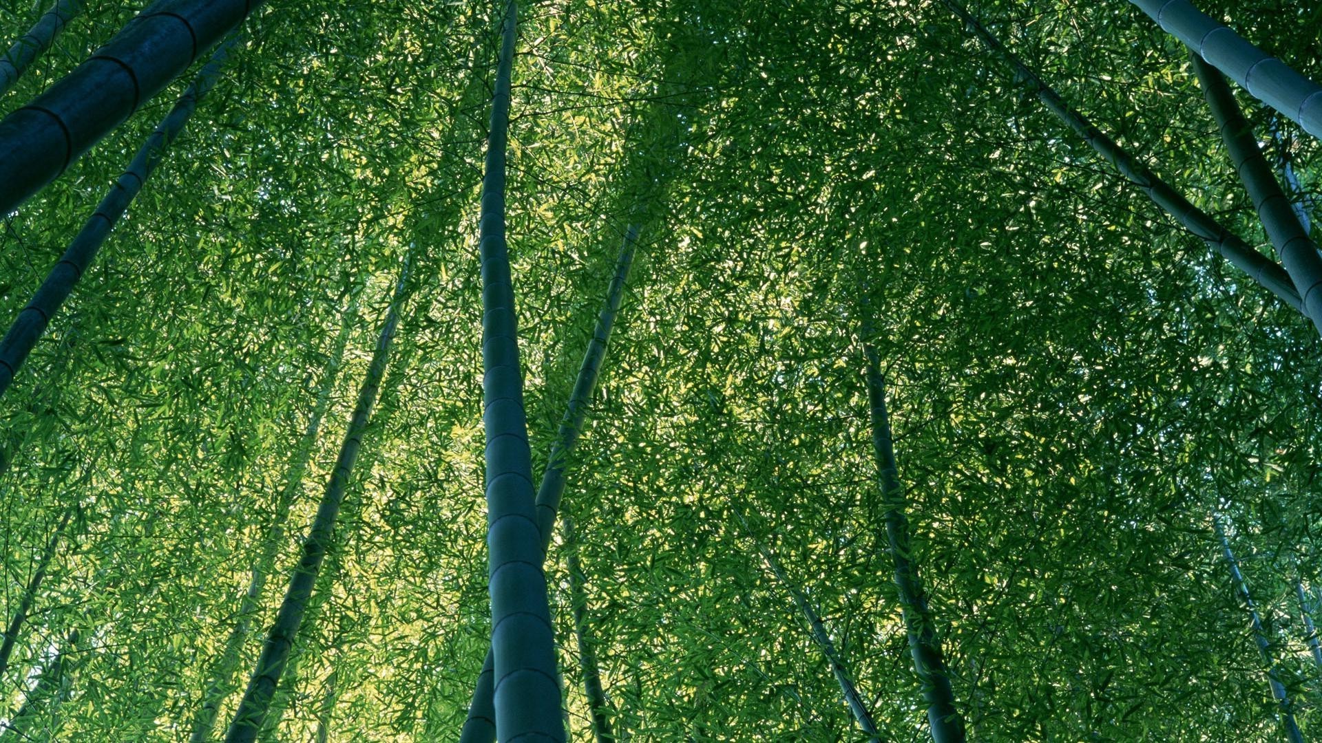 paisaje hoja crecimiento flora medio ambiente naturaleza frescura hierba verano exuberante jardín al aire libre escritorio madera ecología brillante