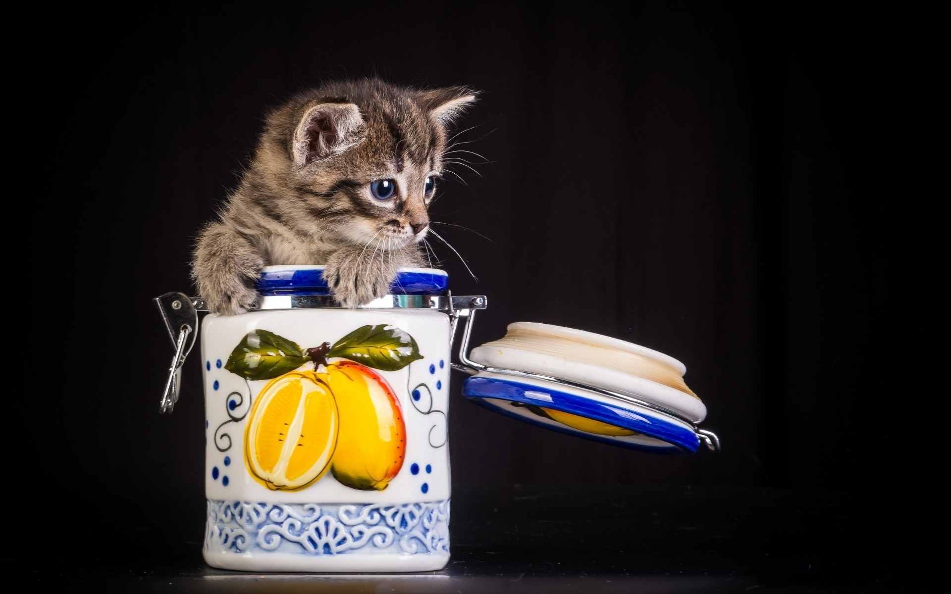 chats nourriture chat un bureau animal de compagnie mignon