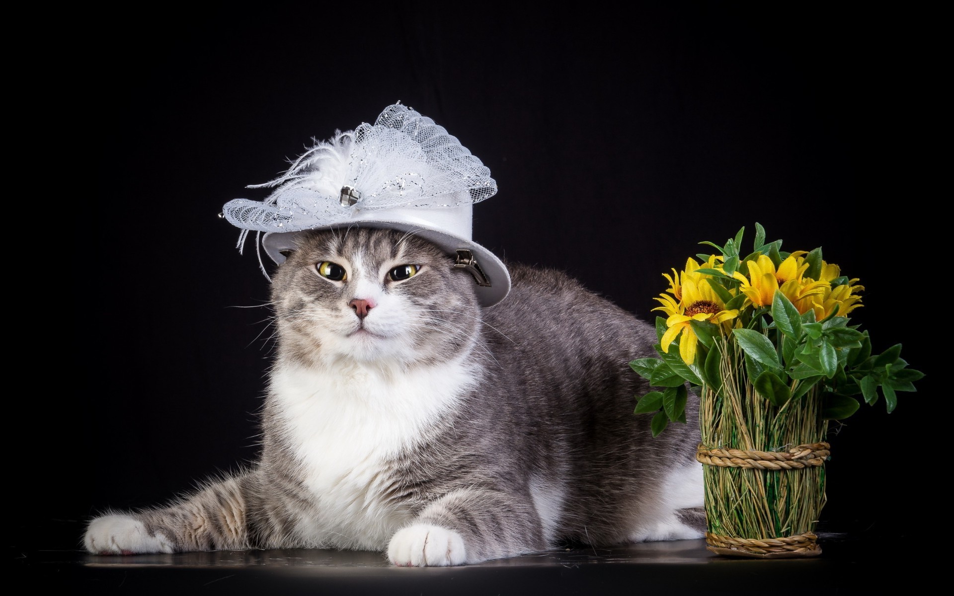 kediler kedi evde beslenen hayvan sevimli yerli genç doğa hayvan küçük yavru kedi memeli portre bir sit masaüstü kürk