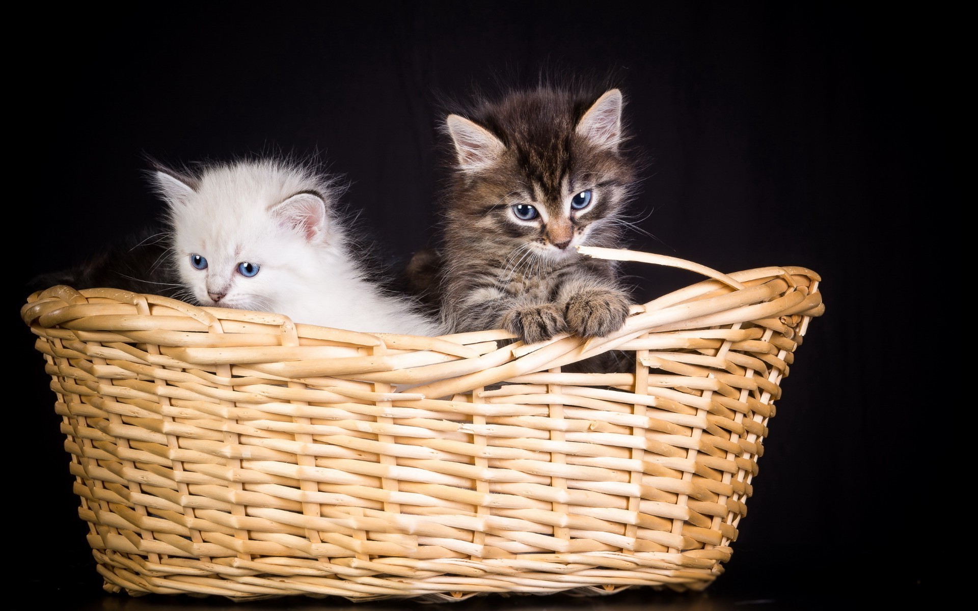 gatos cesta gato gatito mascota mamífero lindo animal pelaje retrato trenzado niño doméstico solo joven pequeño abajo bigote adorable estudio