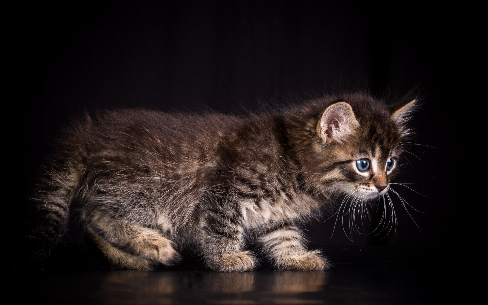 kediler kedi yavru kedi evde beslenen hayvan memeli sevimli portre hayvan göz kürk yerli çocuk