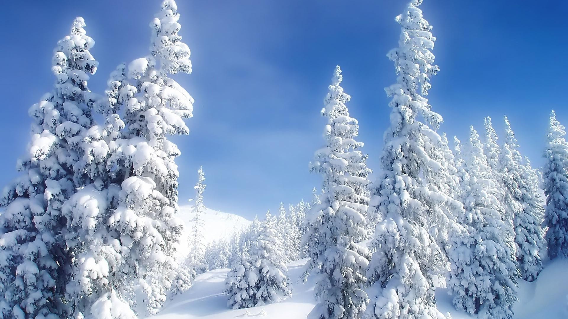 winter snow cold frost wood ice frozen snowy mountain fir weather season fair weather evergreen scenic frosty