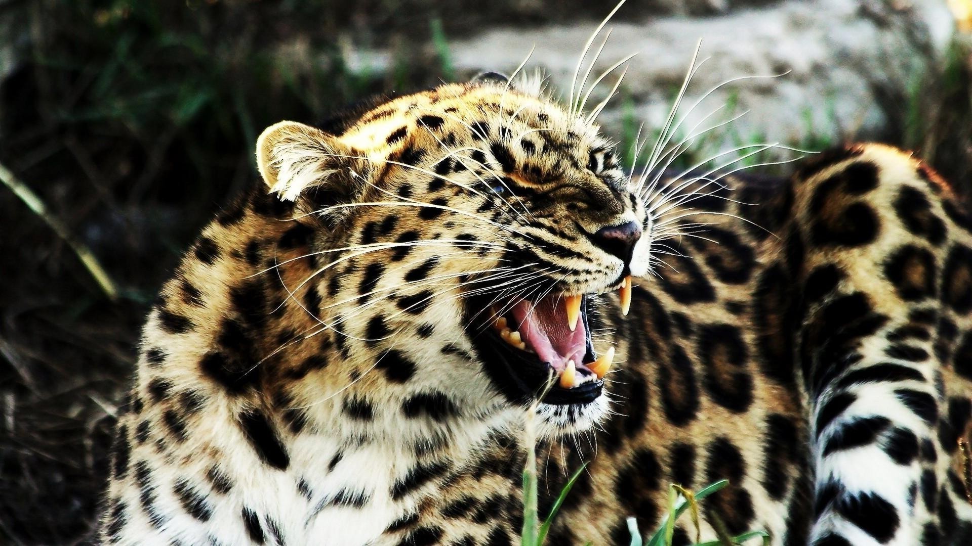 léopards chat faune mammifère animal léopard safari zoo tigre prédateur fourrure chasseur mangeur de viande sauvage guépard jungle panthère chasse