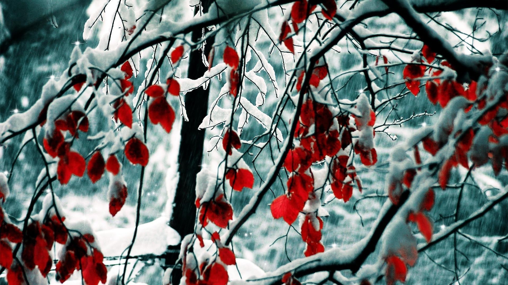 árvores temporada inverno árvore ramo folha natureza ao ar livre flora geada desktop neve outono brilhante cor suspensão madeira tempo