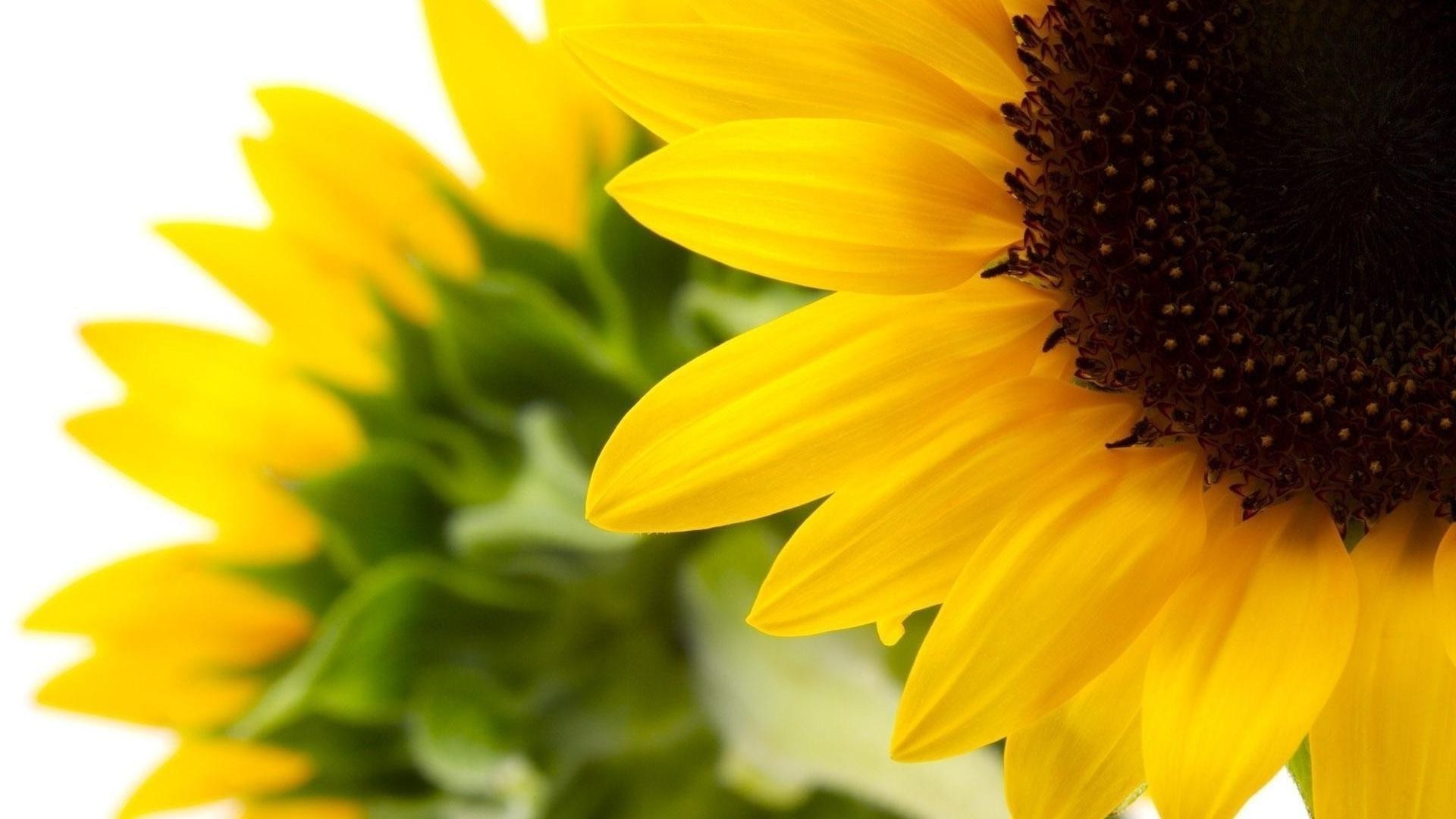 nahaufnahme natur blume sommer sonnenblume flora hell blatt gutes wetter schließen sonne blütenblatt pollen garten wachstum schön farbe blumen