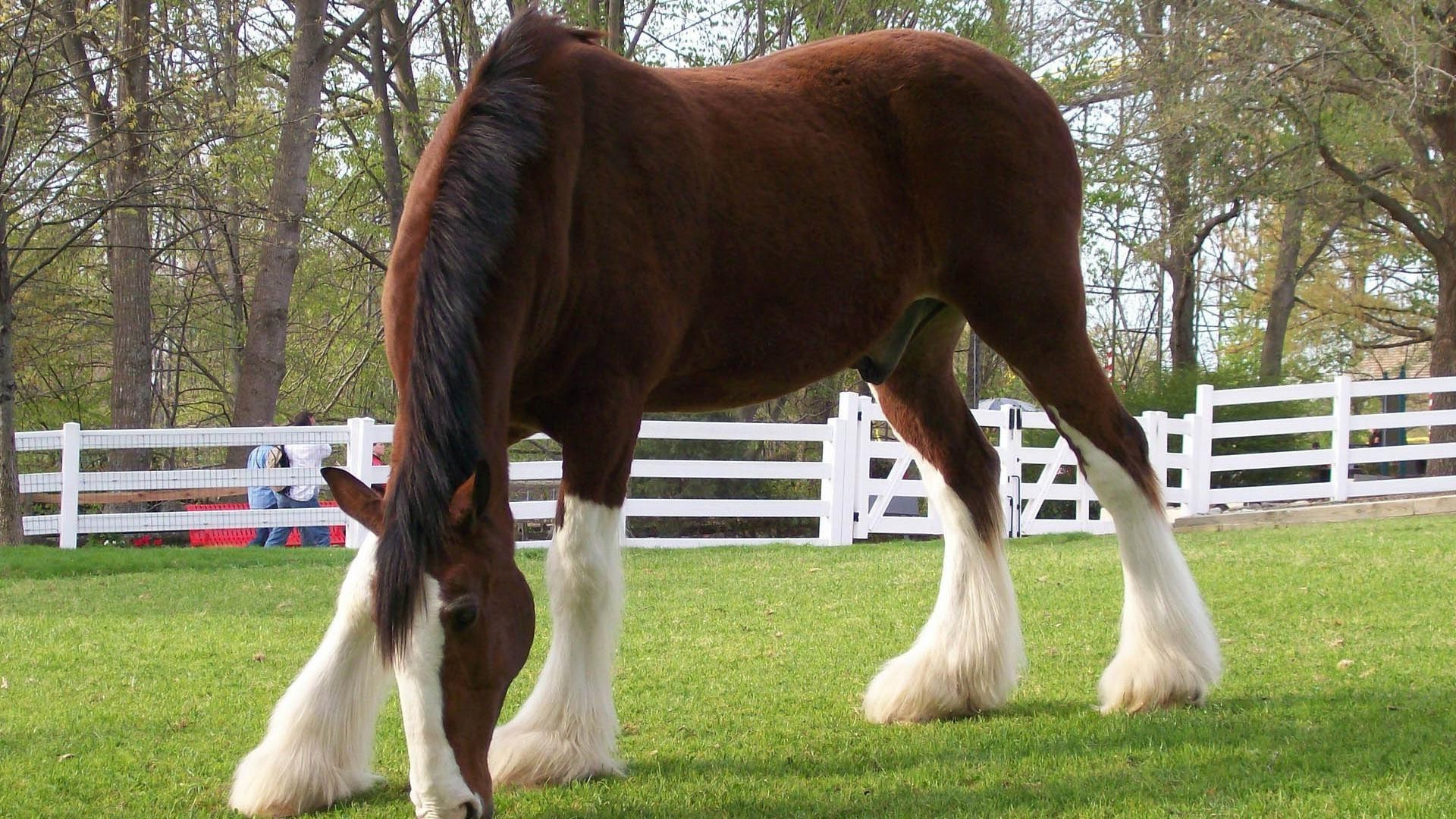 chevaux mammifère cheval herbe mare animal pâturage champ ferme animal de compagnie un étalon foin élevage de chevaux