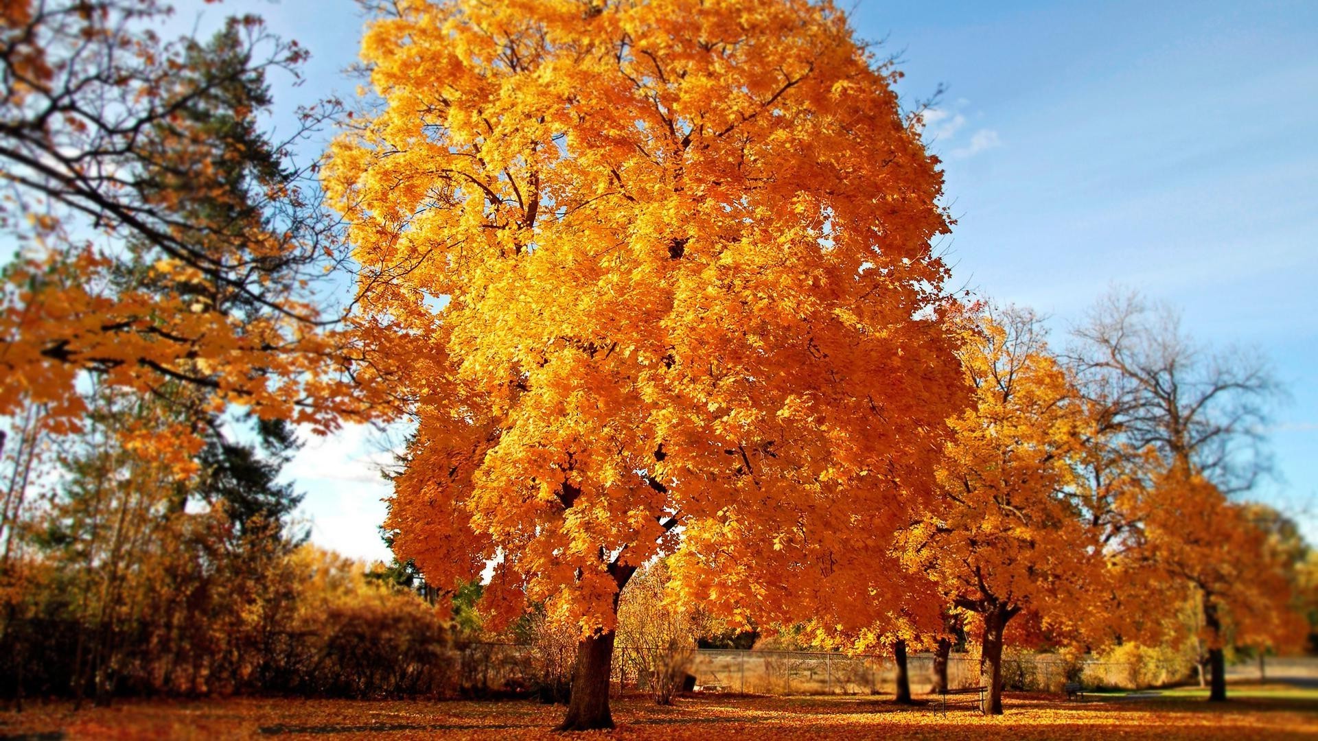 autumn fall tree leaf park season landscape wood nature maple gold outdoors bright branch scenic scene fair weather rural scenery color