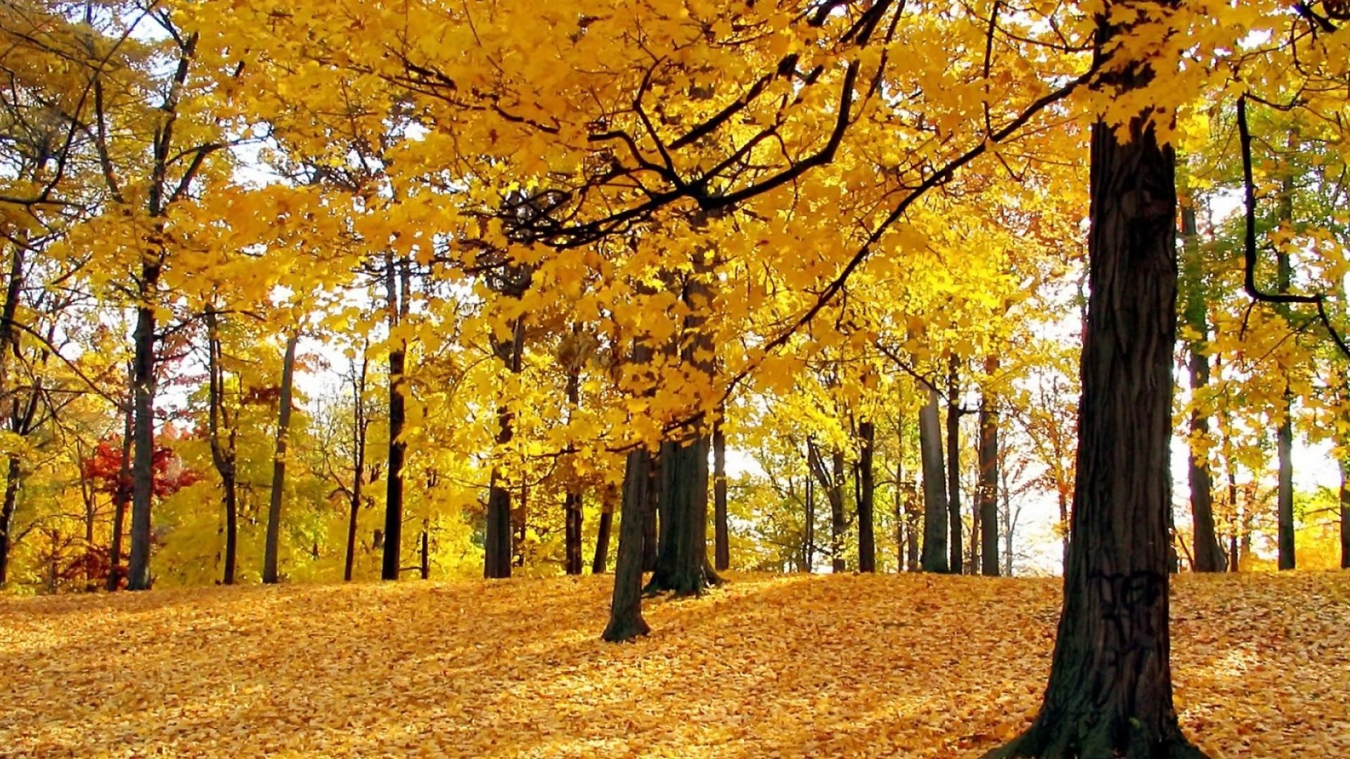 otoño otoño árbol hoja madera parque arce temporada paisaje naturaleza oro rama escénico buen tiempo guía medio ambiente paisaje al aire libre sendero sol escena