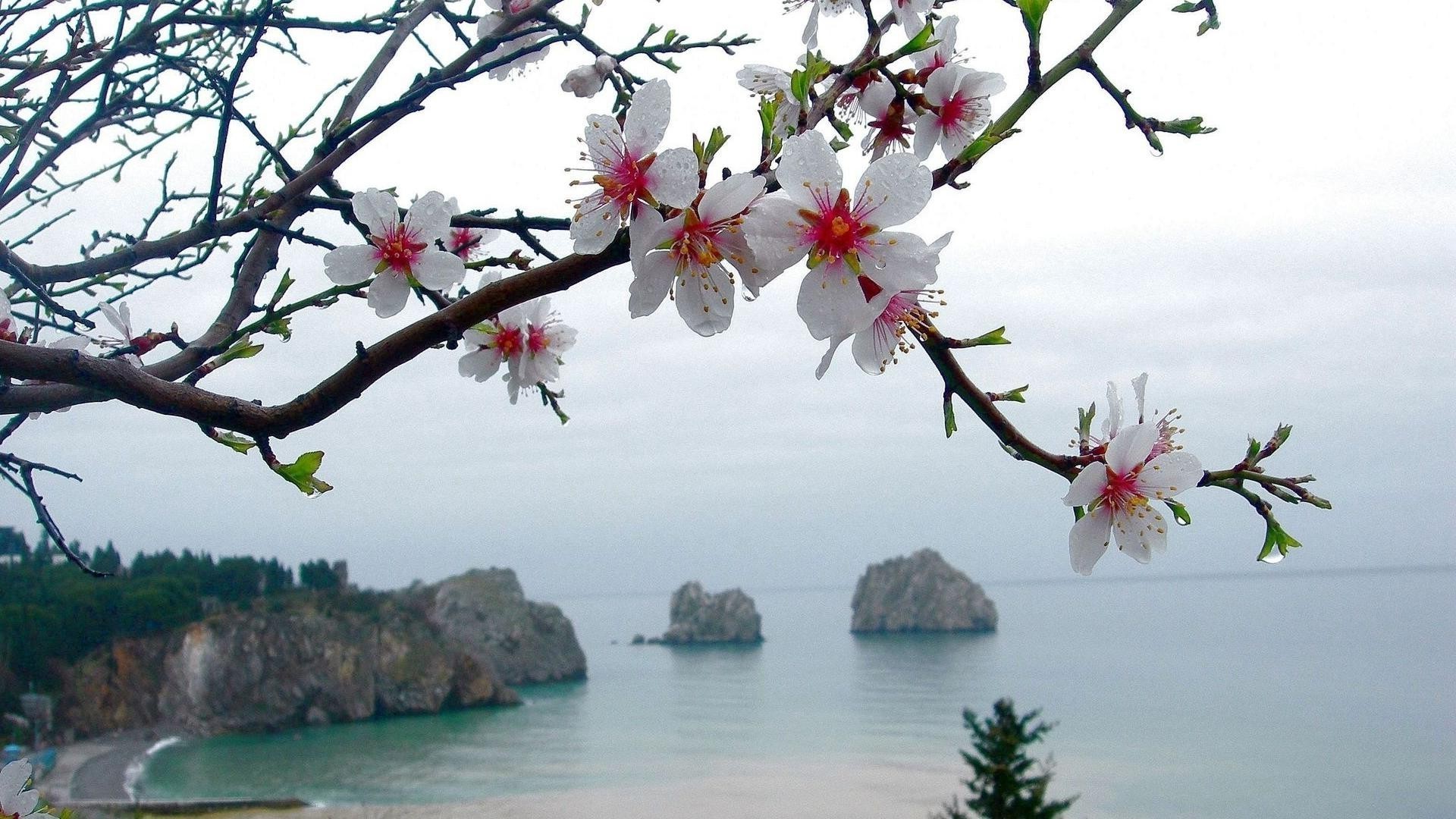 flores nas árvores árvore flor natureza cereja ramo flora temporada ao ar livre bela blooming verão céu paisagem