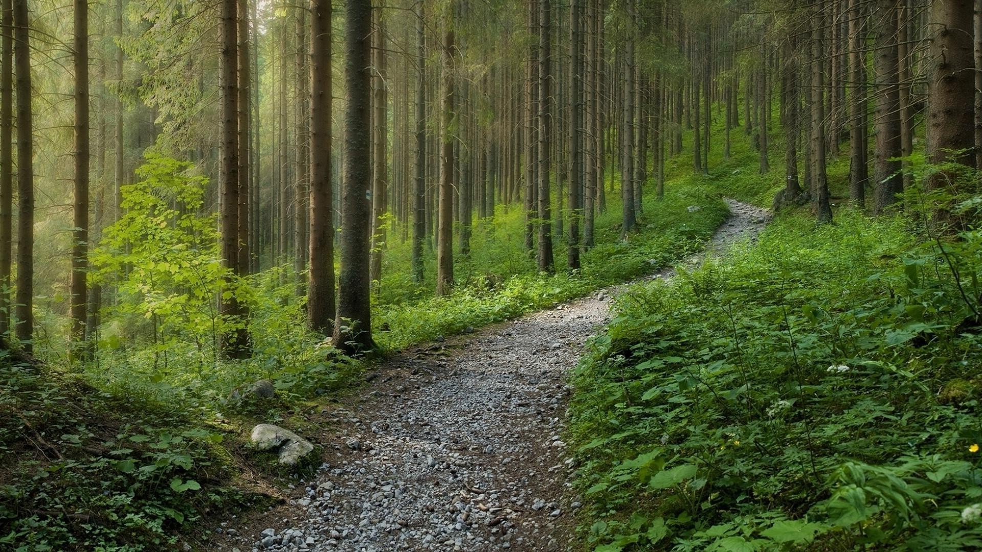 forêt bois paysage arbre nature manuel feuille route à l extérieur scénique environnement parc lumière du jour sentier voyage randonnée été luxuriante