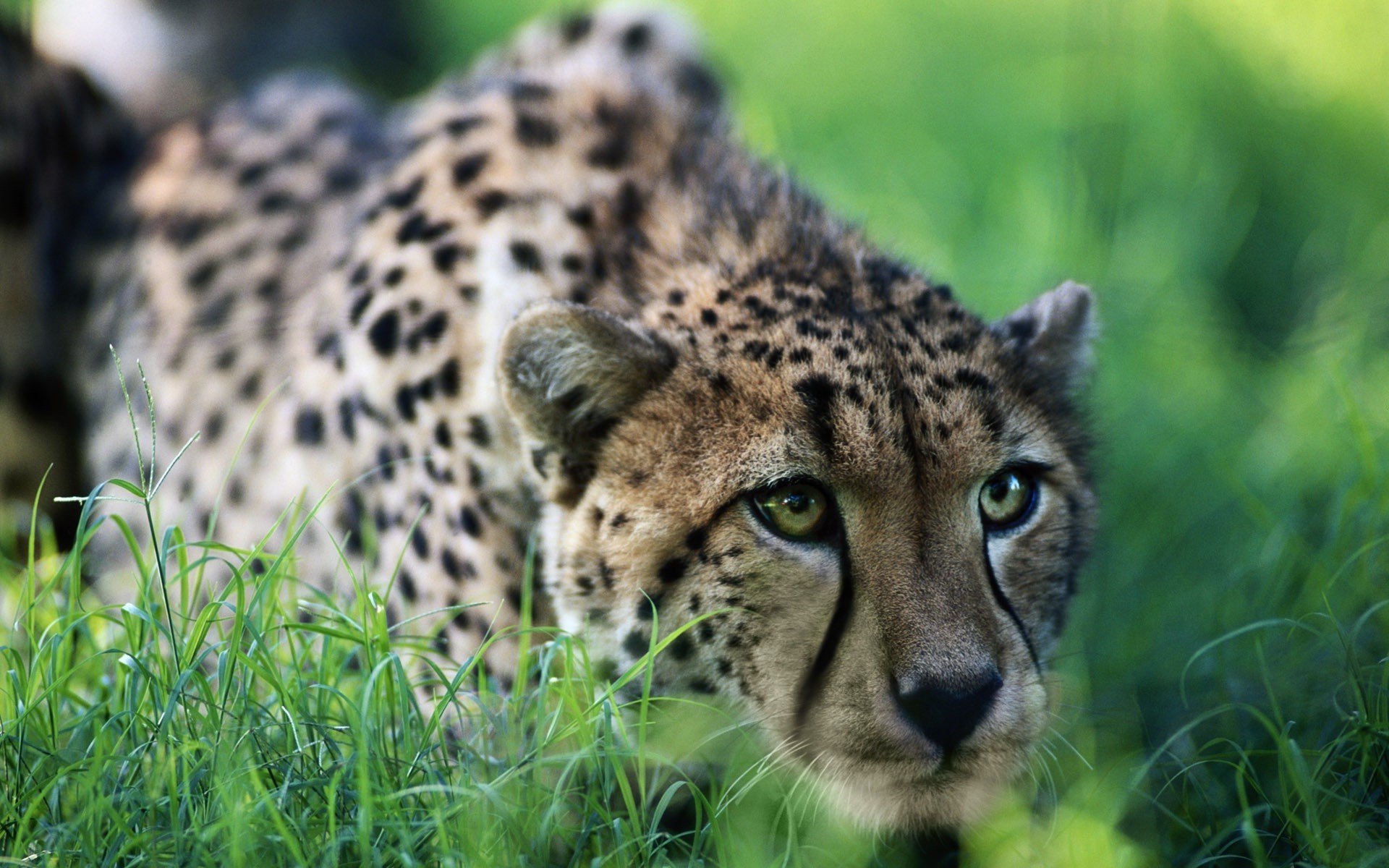 ghepardi fauna selvatica gatto mammifero predatore animale mangiatore di carne selvaggio cacciatore natura safari zoo ghepardo pelliccia erba leopardo caccia