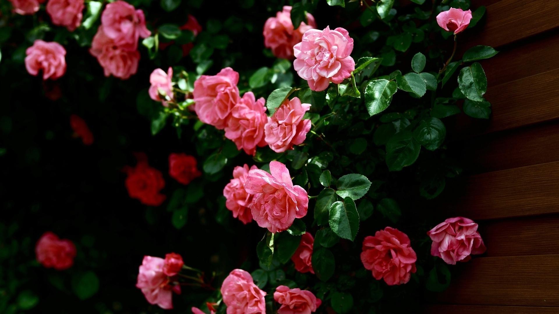 rose fiore giardino flora foglia floreale fiore petalo natura estate decorazione colore bouquet arbusto