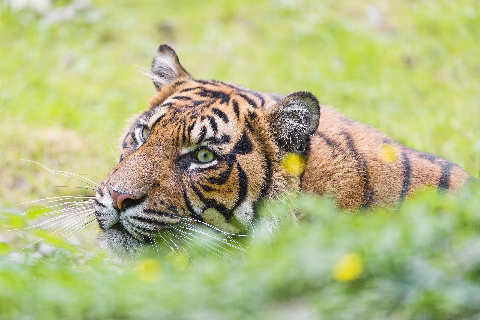 tiger tierwelt tier natur raubtier katze wild säugetier jäger fleischesser dschungel pelz