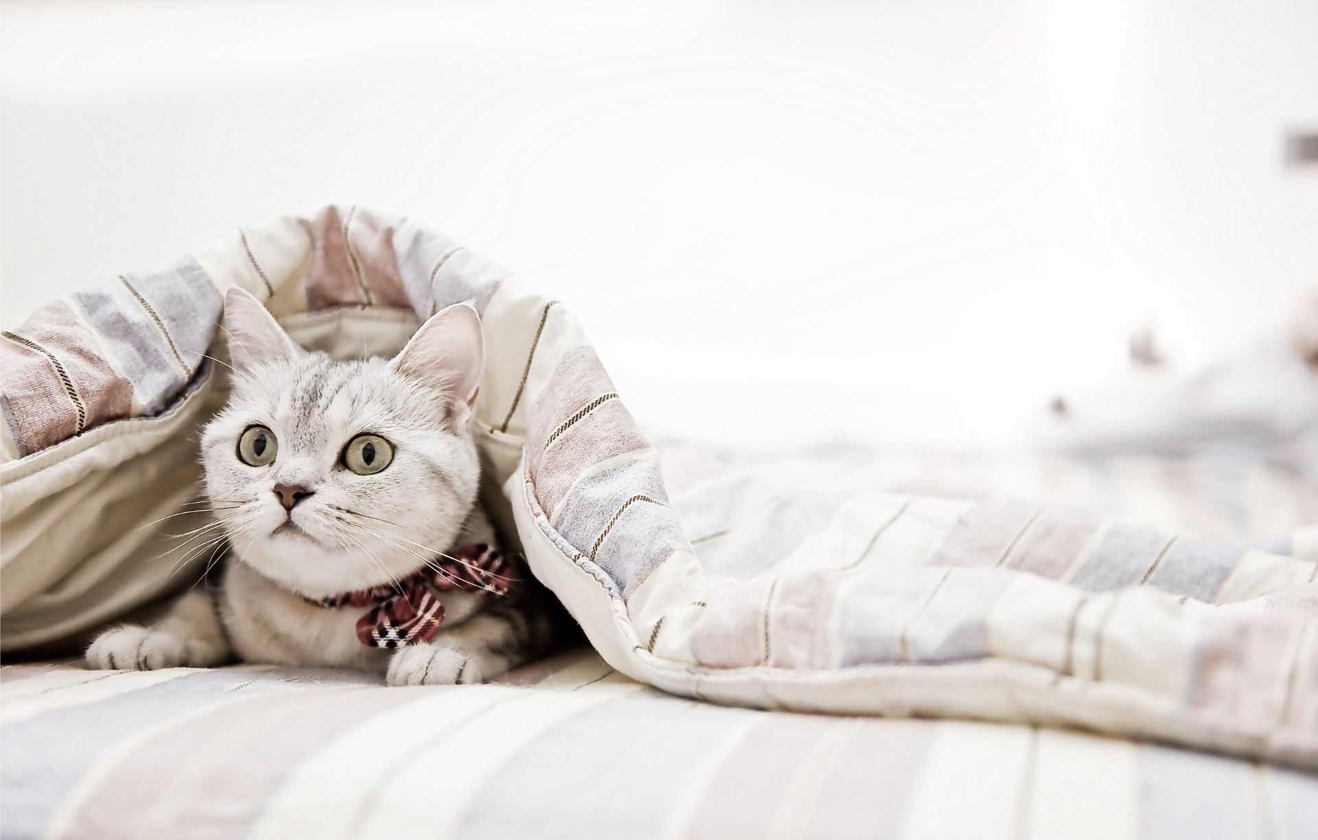 gatti sonno letto gatto famiglia animale domestico ritratto cuscino gattino carino camera da letto pet