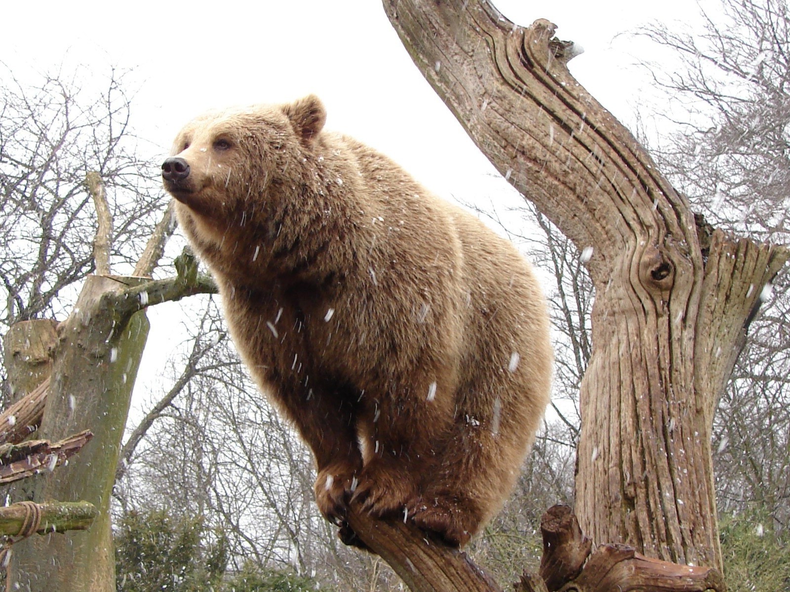 ours mammifère nature arbre bois la faune fourrure sauvage hiver animal en plein air mignon parc neige