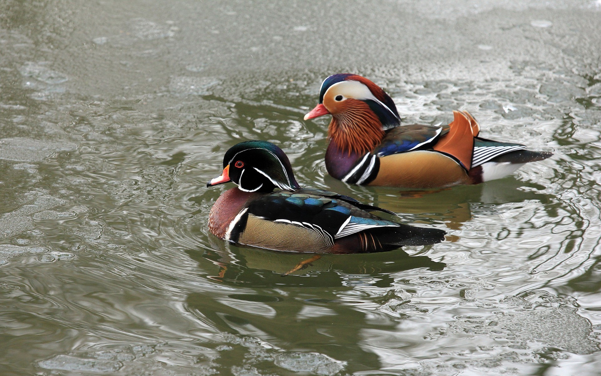 animaux faune canard eau nature oiseau natation sauvage