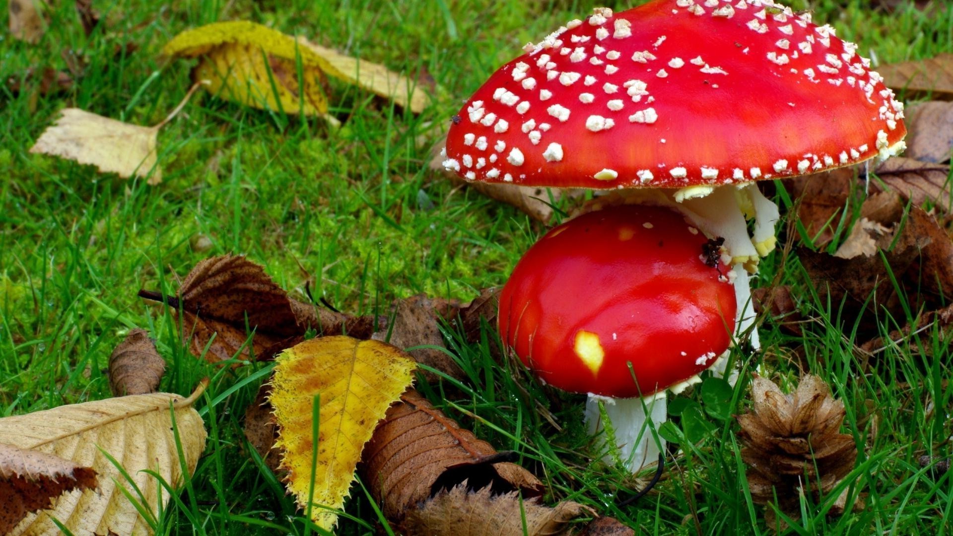 mushrooms mushroom fall fungus nature toadstool season grass leaf wood close-up food outdoors boletus flora