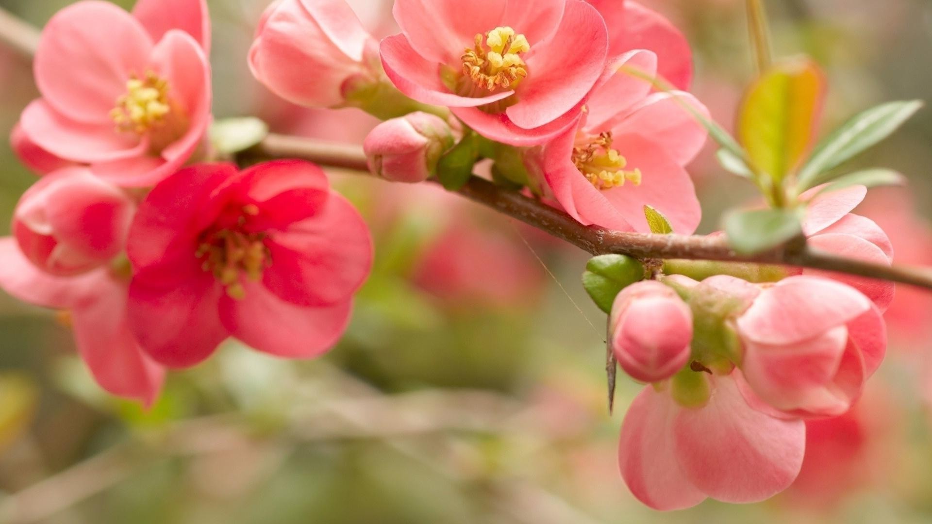 fleurs fleur nature jardin flore bluming branche pétale floral été feuille arbre lumineux copain croissance couleur belle saison printemps cerise