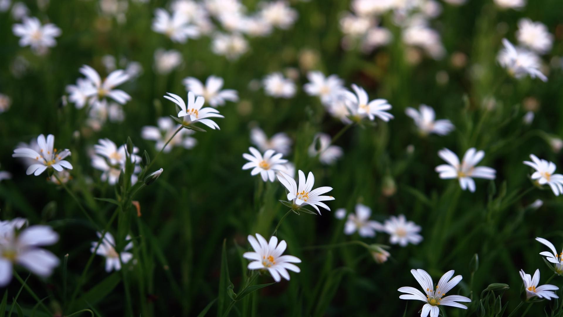 chamomile flower nature flora garden summer petal growth grass blooming floral leaf field fair weather color sun hayfield outdoors