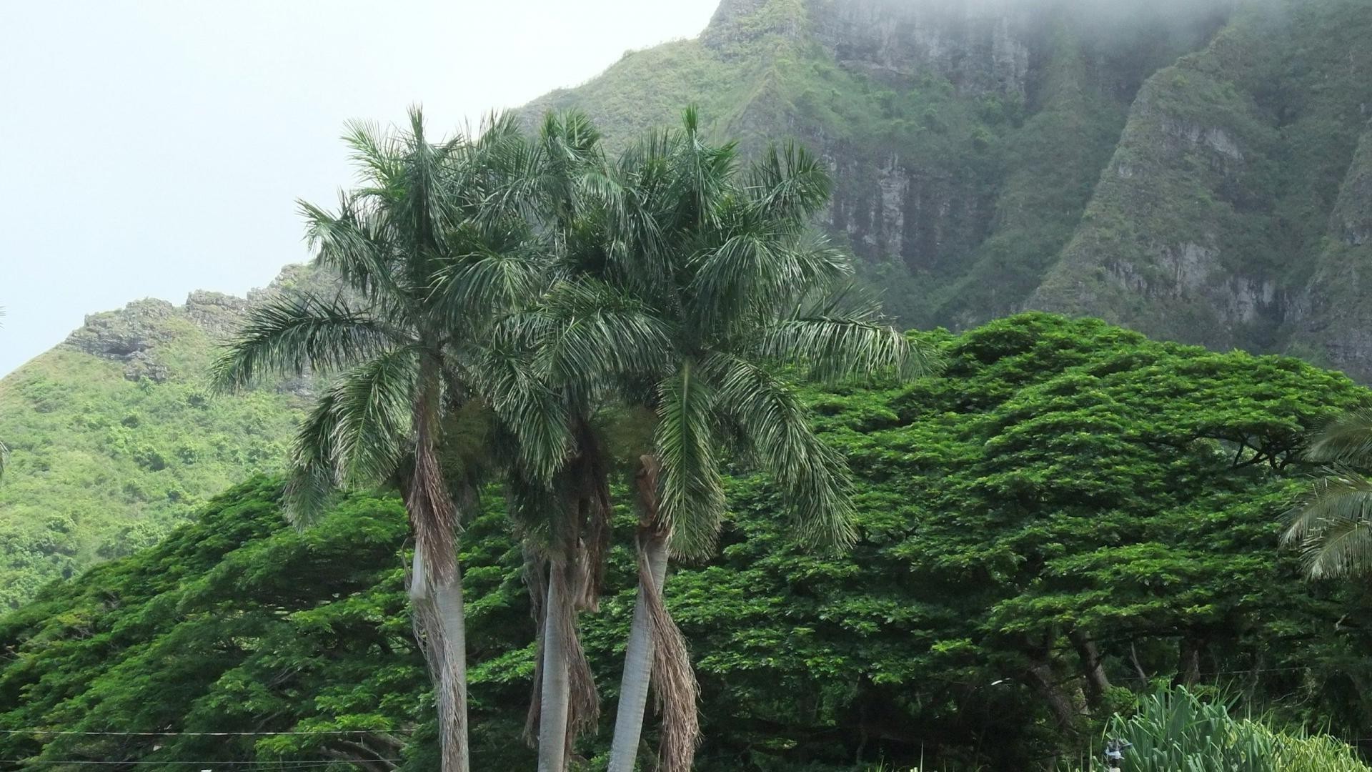 山 树 自然 热带 景观 旅游 山 木材 植物群 夏季 户外 叶 雨林 风景 环境 水 农业 山