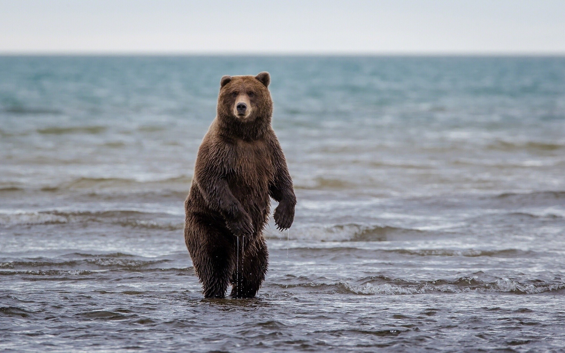 bears water mammal sea ocean outdoors wildlife beach nature travel