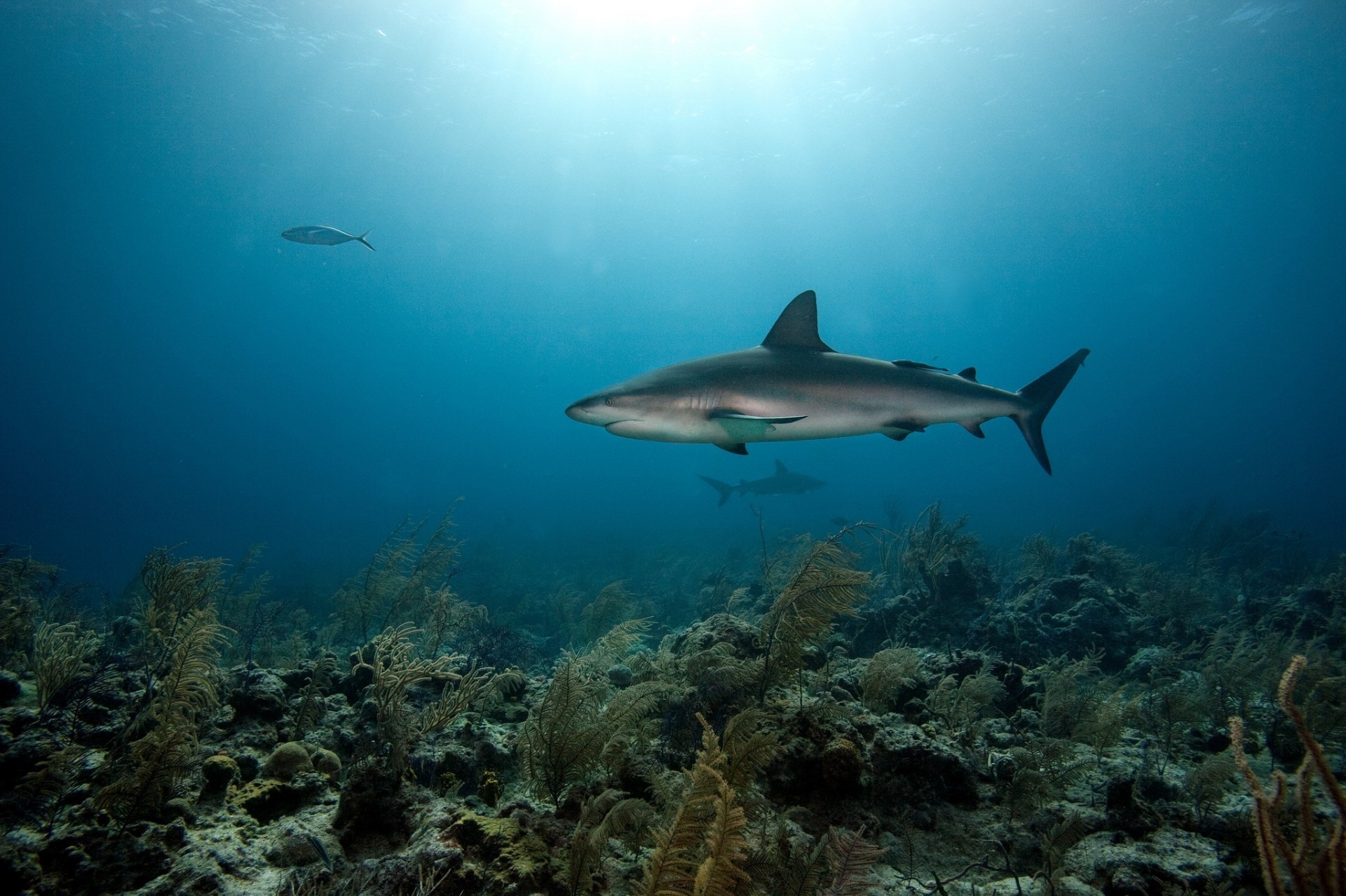 animaux sous-marin poissons récif corail requin océan eau sous-marin plongée mer plongée sous-marine sports nautiques natation snorkeling tropical la faune paysage école voyage