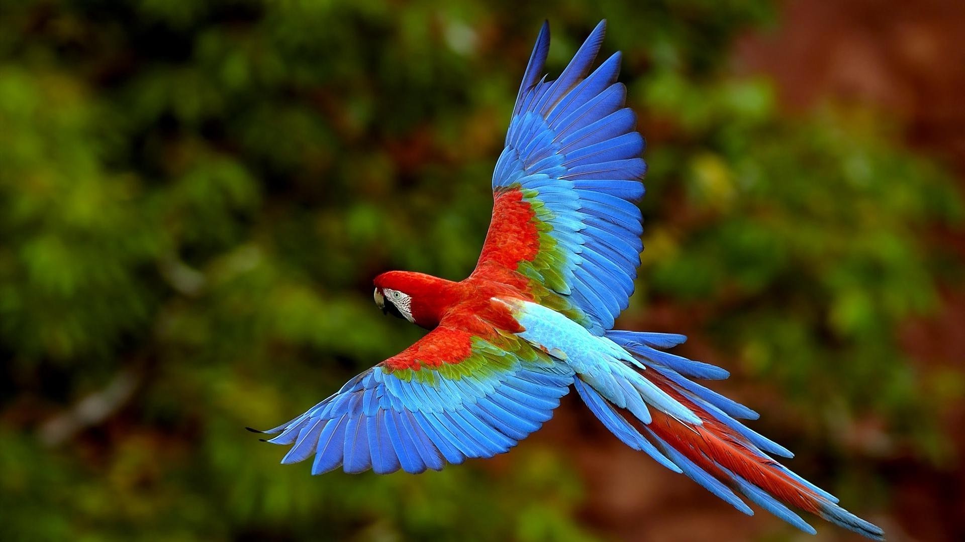 animals nature color bird wing bright