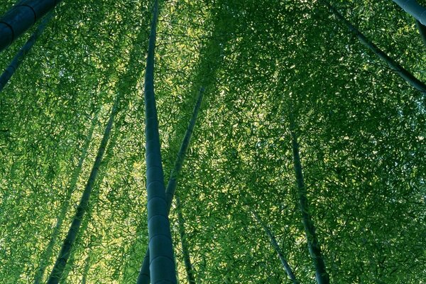 Muro verde di enormi alberi