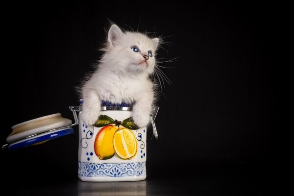 Blue-eyed fuzzy climbed into a jar for bulk products