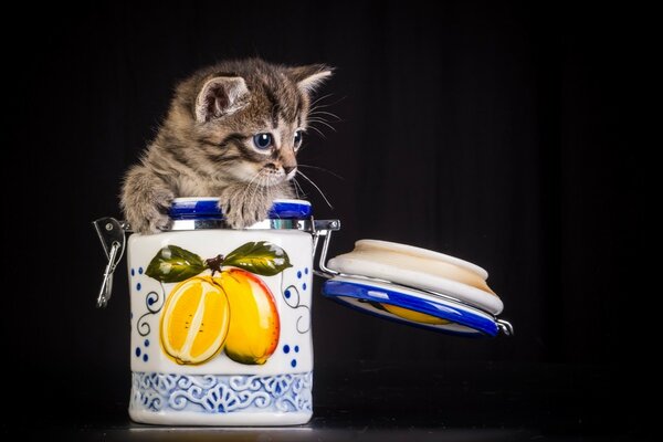 Cute kitten in a spice jar