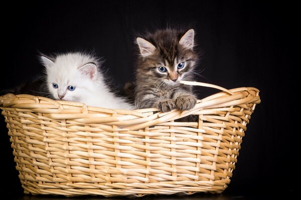 Lindos gatitos en una cesta de mimbre