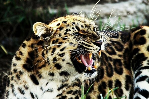 Leopardo gruñendo en la naturaleza