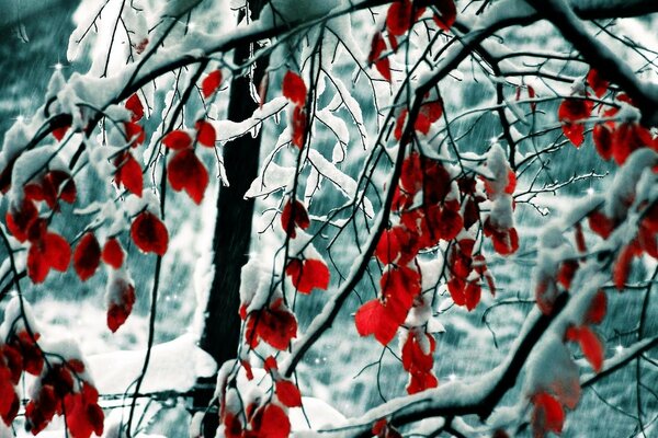 Árboles de invierno temporada rama de invierno