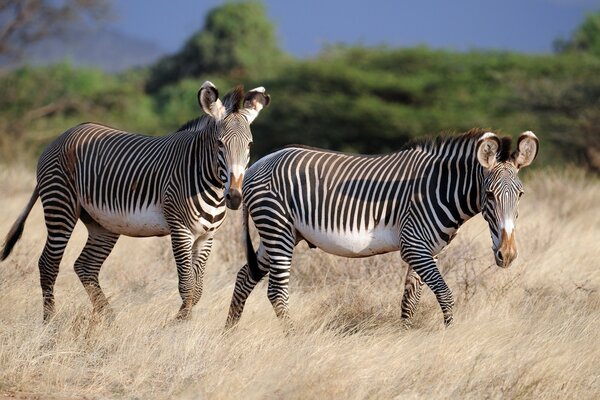 Bunte Tiere , Safari-Bewohner